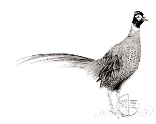 mpw2481_b154-163_002_crop