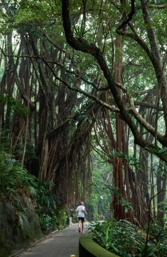 印度橡樹，盧吉道地標之一，其龐大的樹身與氣根形成一座拱門，讓人通過。