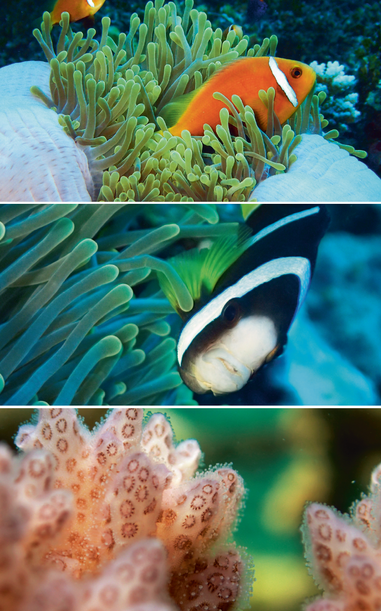 （上）海葵的觸手帶刺，馬爾代夫小丑魚（淺色雙鋸魚）可以與之共生，因體表有厚厚的黏膜。 （中）克氏雙鋸魚（又稱克氏海葵魚）看住美妙的公主海葵。年輕時這種魚是橘色並且有三條白線，老了顏色變深為咖啡和黑色。 （下）珊瑚群特寫。珊瑚蟲的小觸手可以捉住經過的浮游生物。 （以上圖片由Lisa D’Silva攝）