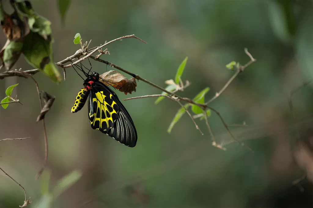 偶遇黃賞鳳蝶破蛹而出的瞬間
