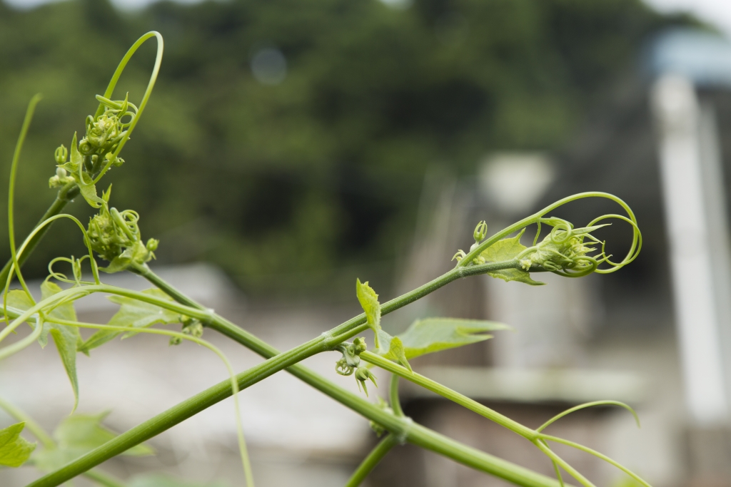 龍鬚菜是合掌瓜的嫩芽，同樣可煮可吃；像台灣人喜歡涼拌撈麻醬，又或者以豆醬炒。