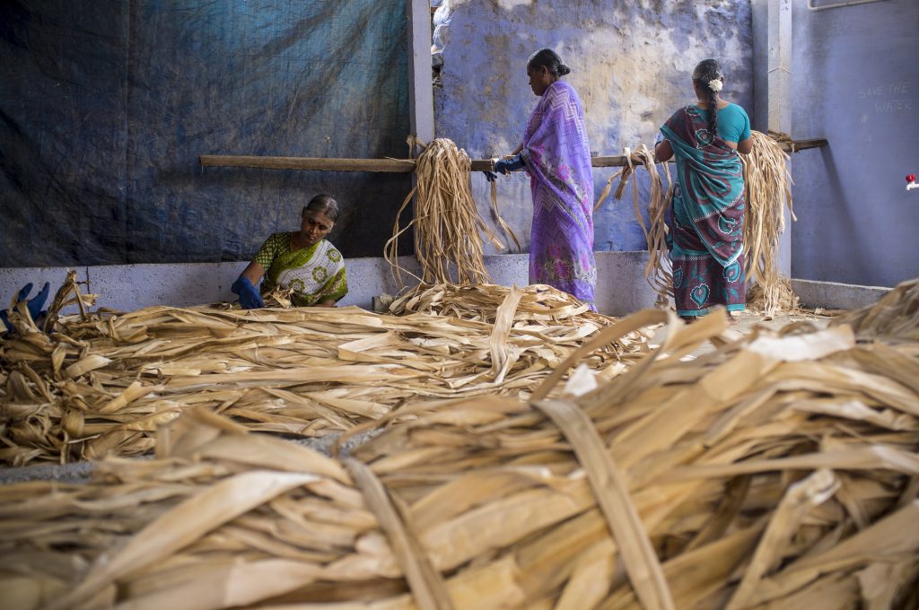 印度香蕉產量豐富，其樹皮纖維提供耐用的可再生資源。