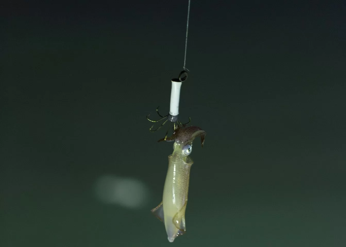 夏夜釣魷魚 -飲食- 明周文化
