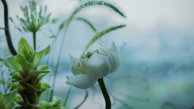 香港 6月那雨天的白蓮，仍待綻放。（圖片由受訪者提供）