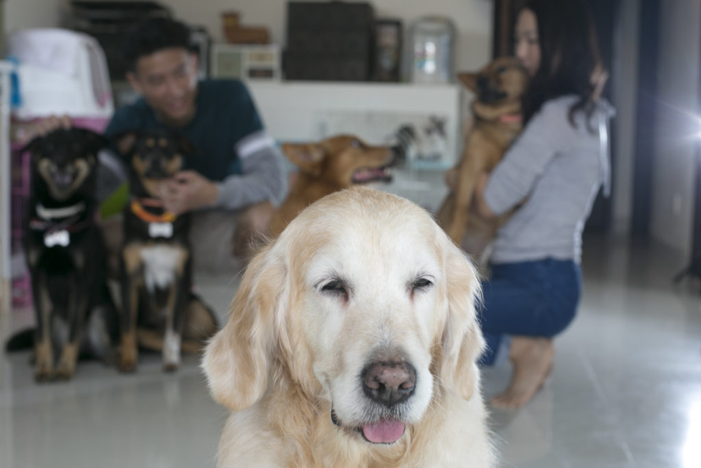 我是Cubi，已經十二歲，是一個親善大使。後排模模糊糊的，是爸爸媽媽、堅堅（左一）、 丑丑 （左二）、希希 （左三）和燒味（左四）。