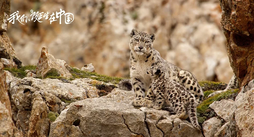 103108-71793902_1000x1000