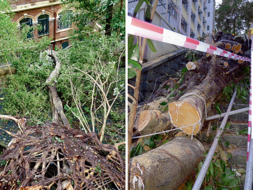 左）本來附牆而生的大樹，在風暴期間被連根拔起；背景為香港醫學博物館。（右）塌下的印度榕，被鋸斷時在「哭泣」。（攝影：約翰百德）