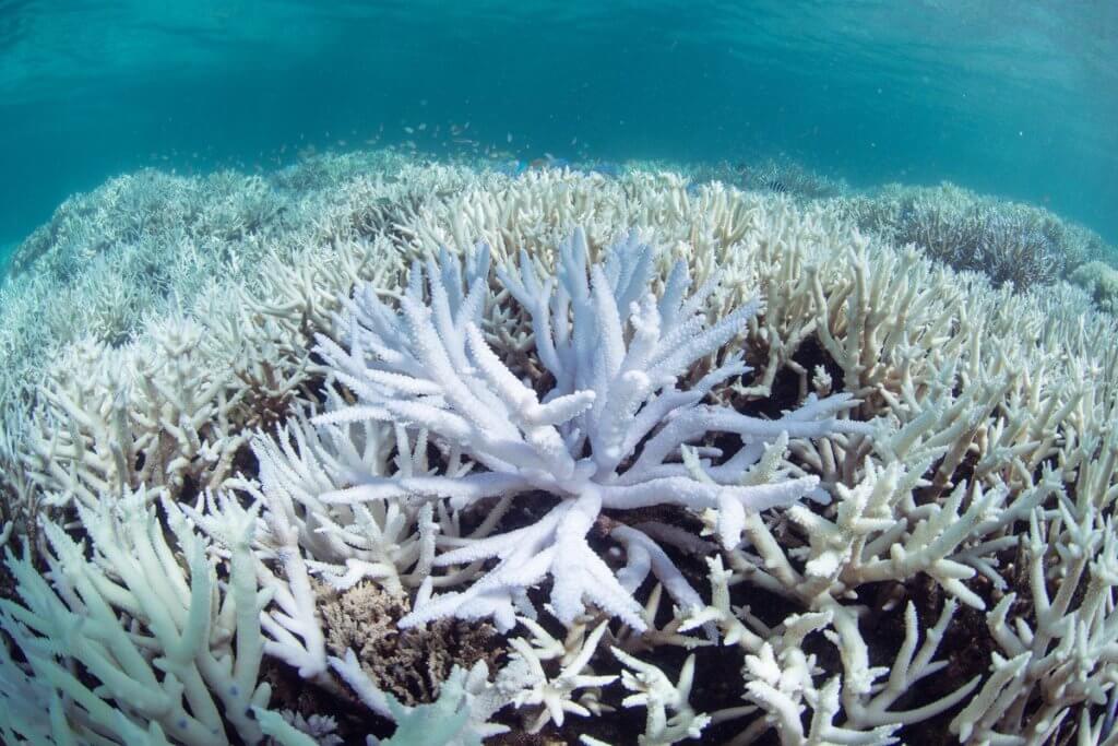 珊瑚出現白化現象，繽紛顏色不再。（網絡圖片）