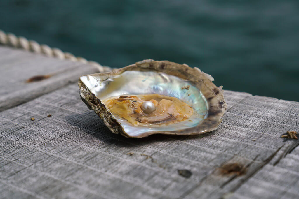 珍珠蚌品種是「馬氏貝」，日本、南中國海、香港和越南水域都會找到牠。