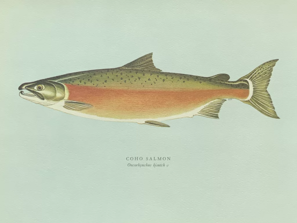 Coho salmon 大麻哈鮭魚
雄性大麻哈鮭魚成熟時身體轉紅，背部轉綠。
繁殖期由十月至十二月，甚至晚至二月。