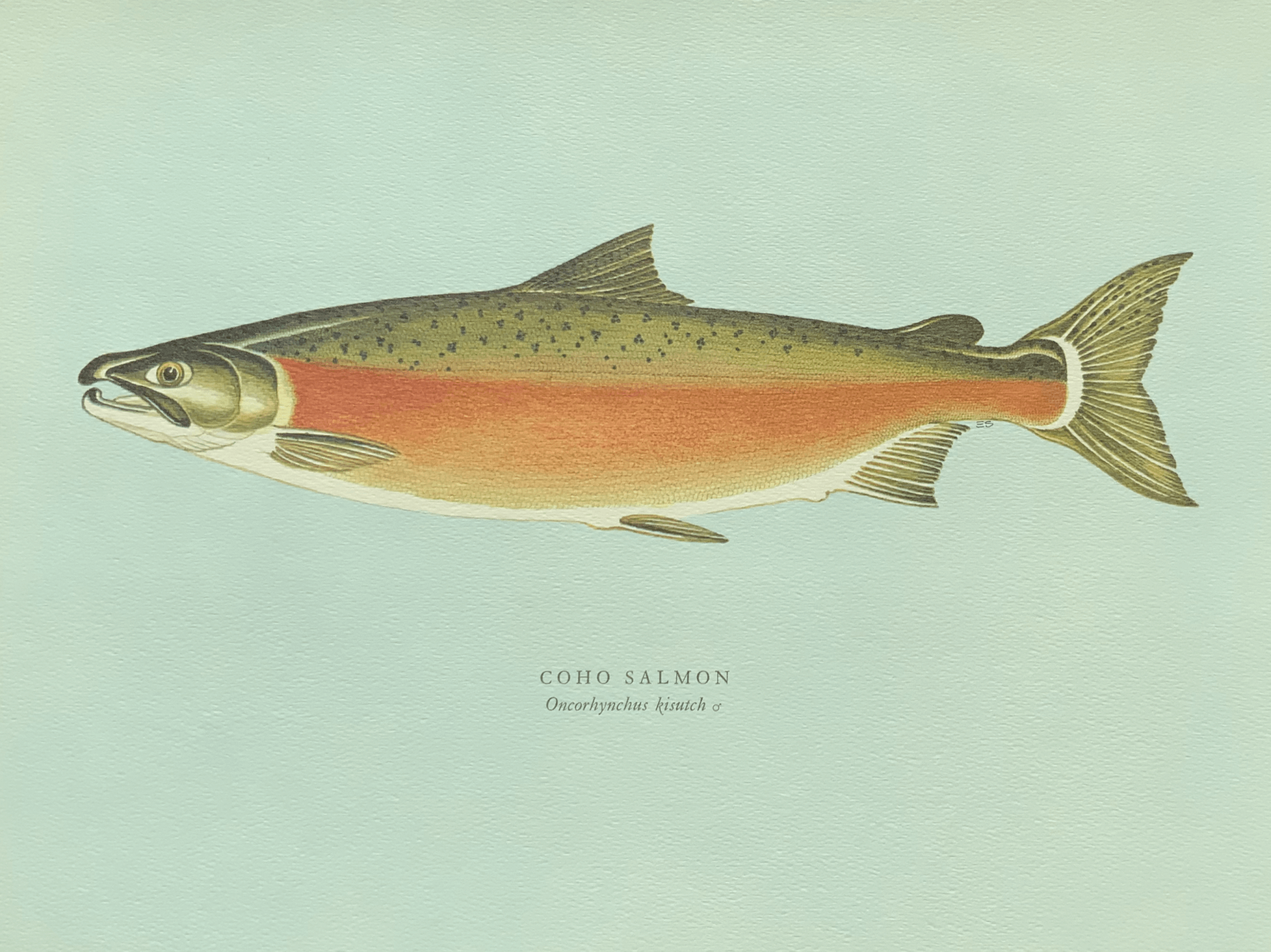 Coho salmon 大麻哈鮭魚 雄性大麻哈鮭魚成熟時身體轉紅，背部轉綠。 繁殖期由十月至十二月，甚至晚至二月。