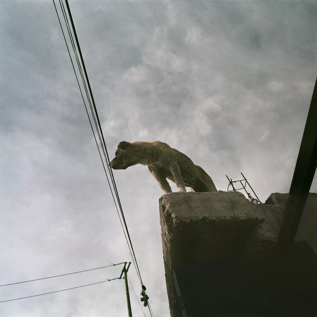 %e7%a7%a6%e5%81%89%ef%bc%8d%ef%bc%8d%e6%a1%91%e8%92%82%e5%a9%adsandra-16