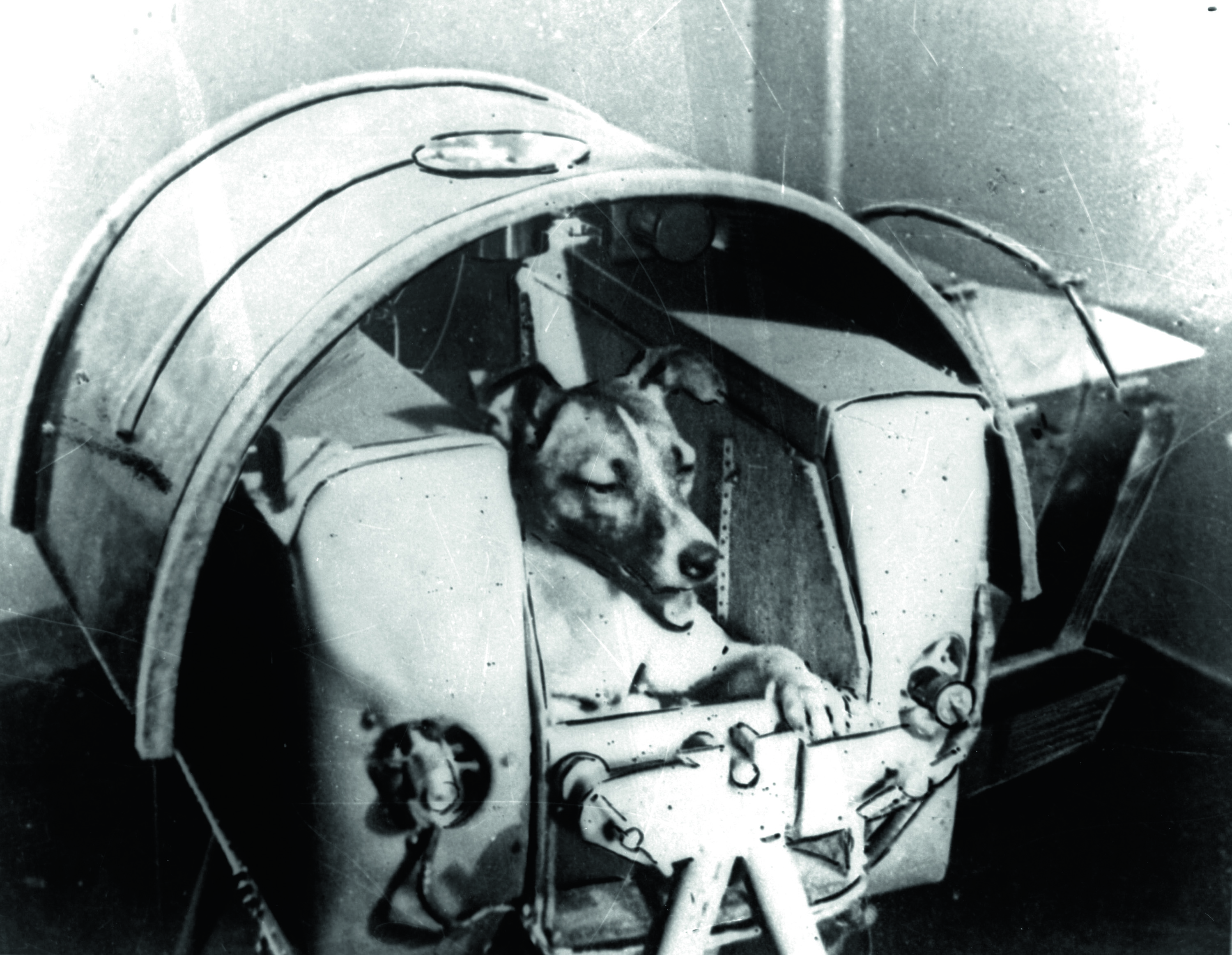 太空犬萊卡乘坐「史 普尼克2號」準備飛行