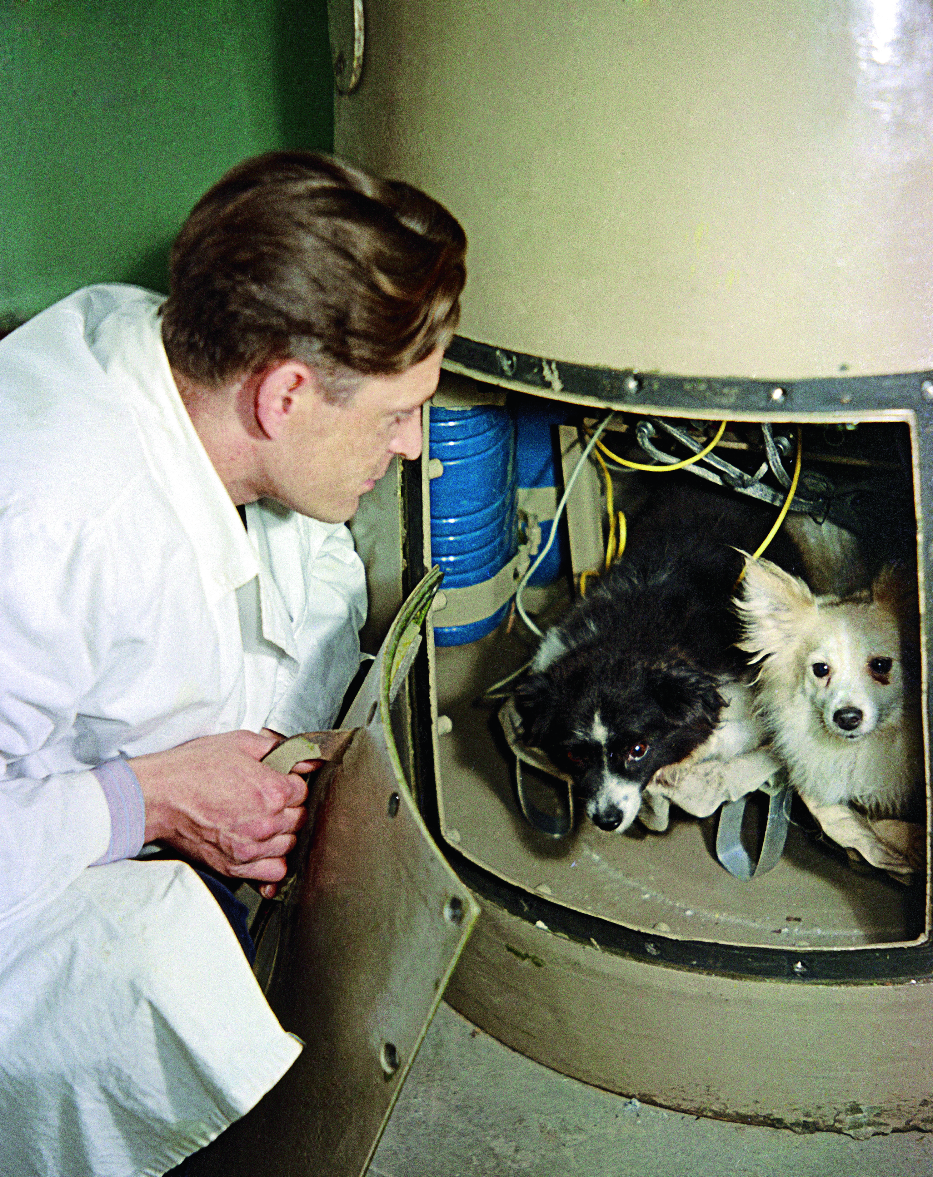 Какие животные первыми побывали в космосе. Белка и стрелка полёт в космос 1958. Полет в космос собак белки и стрелки. Белка и стрелка Королев. Белка и стрелка собаки космонавты в космосе.