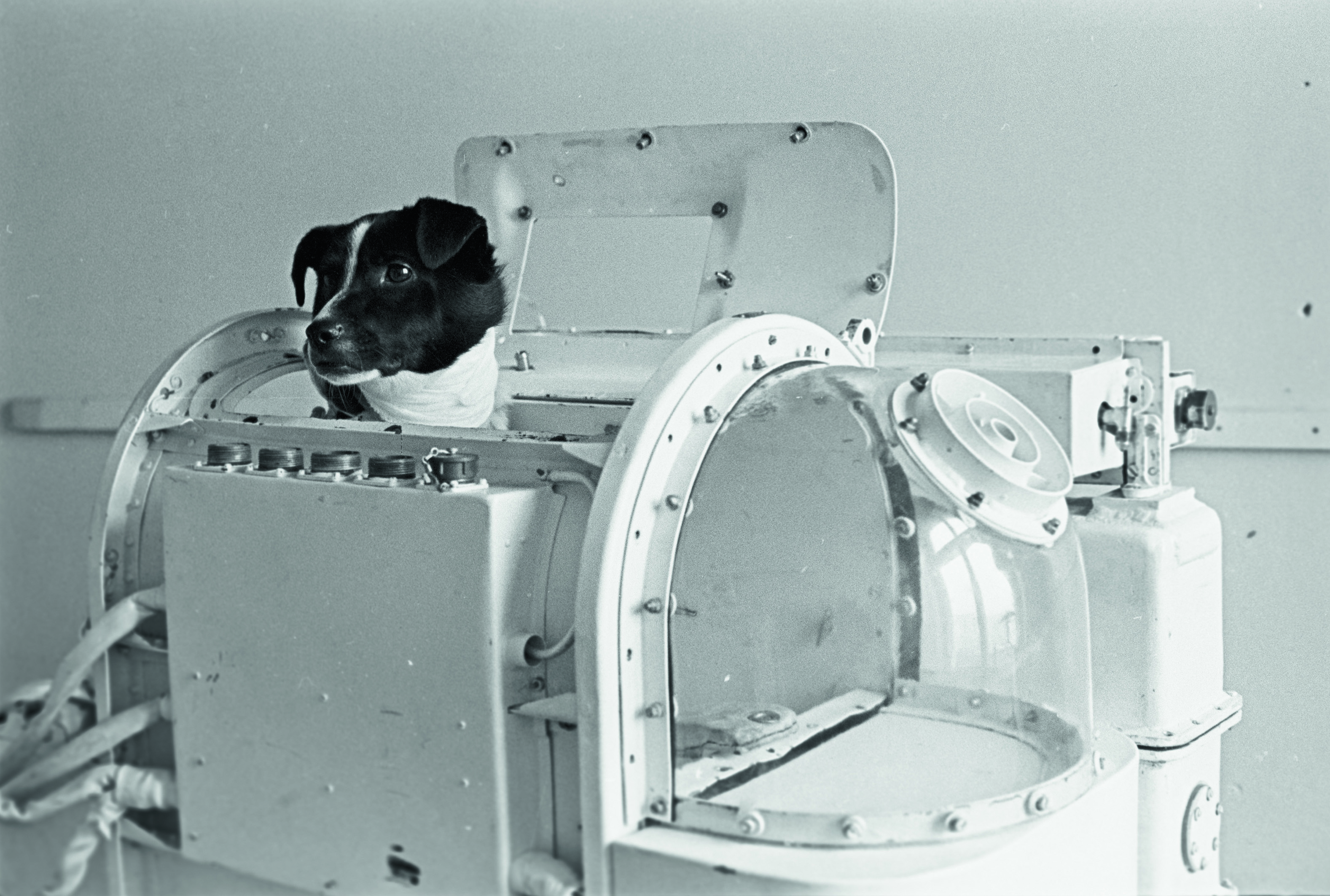 1966年，太空犬Veterok在太空持續飛行23天。