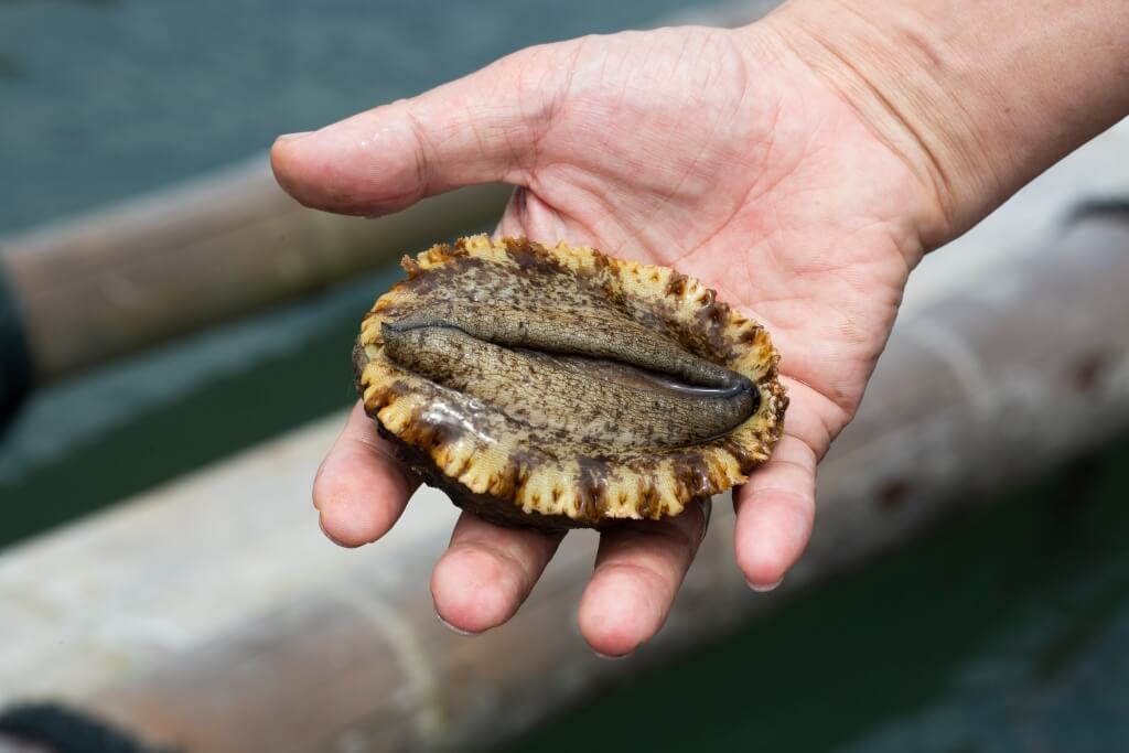 浮筏式鮑魚養殖區裏， 吊滿一個個網箱，每個 箱子大概有三十隻鮑魚 棲身。年半的時間即可 長大成三頭鮑。