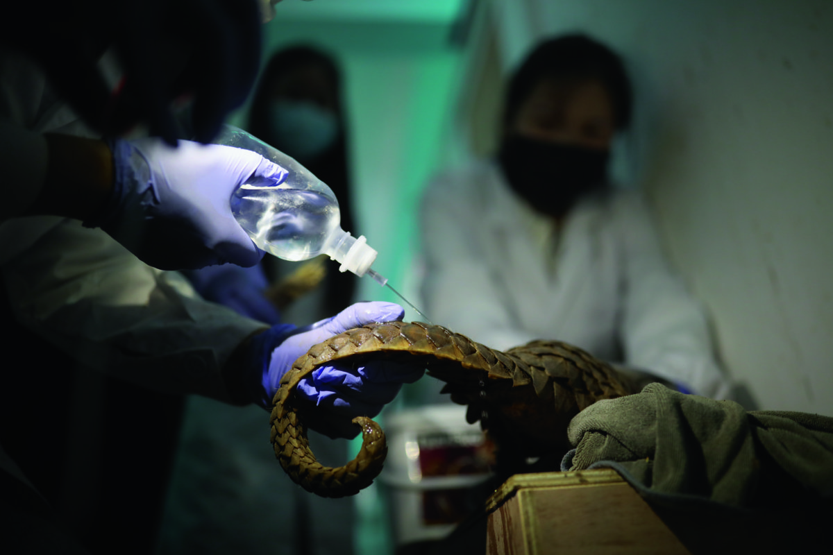 穿山甲「沒動」在廣州的動物醫院接受檢查。（圖片由全球環境報道協作網絡提供）
