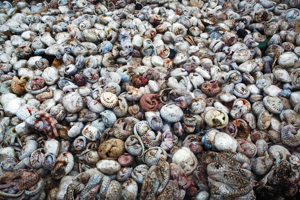 已解凍的穿山甲屍體被發現藏於印尼蘇門答臘島一個港口內的集裝箱，數量達四千多隻。（攝影：Paul Hilton，圖片由PHOTOGRAPHERS AGAINST WILDLIFE CRIME™提供）