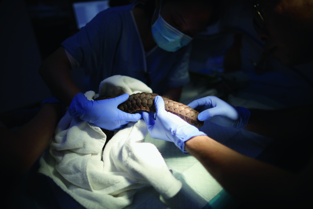 穿山甲「沒動」在廣州的動物醫院接受檢查。（圖片由全球環境報道協作網絡提供）