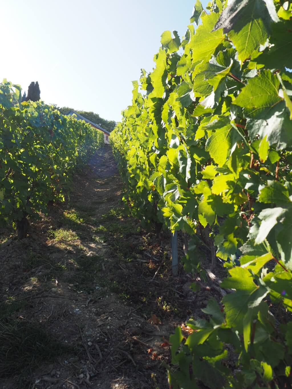 Moët & Chandon有1200公頃的一級以上的 石灰岩土壤，同時向三百一十九個葡萄園 裏的二百三十個供應商買葡萄，故保持了每年的質素。