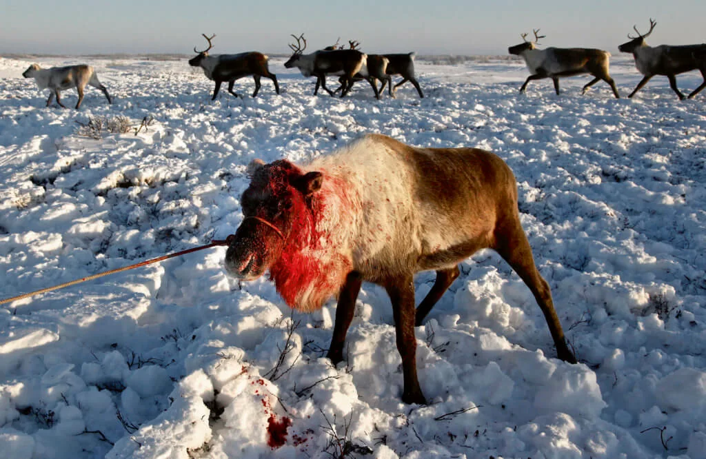 Nenets live in -40C (-40F) in tents, or "Yurts", in the Arctic tundra outside the city of Naryan-Mar in the Russian Nenets Autonomous Region.  
Their main livelihood is  reindeers -- they sell the meat to sausage factories and the antlers to China for use as traditional medicine including aphrodisiac.