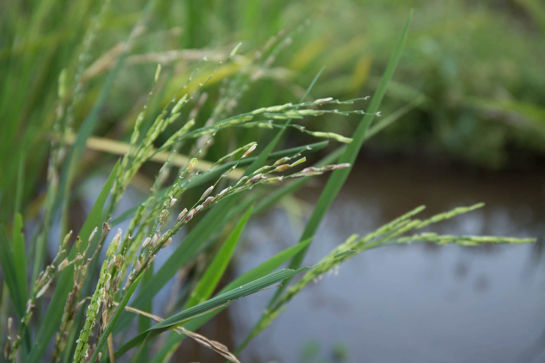 訪問時值秋天，而現時阿手的農田裏的稻米將於11月收成。