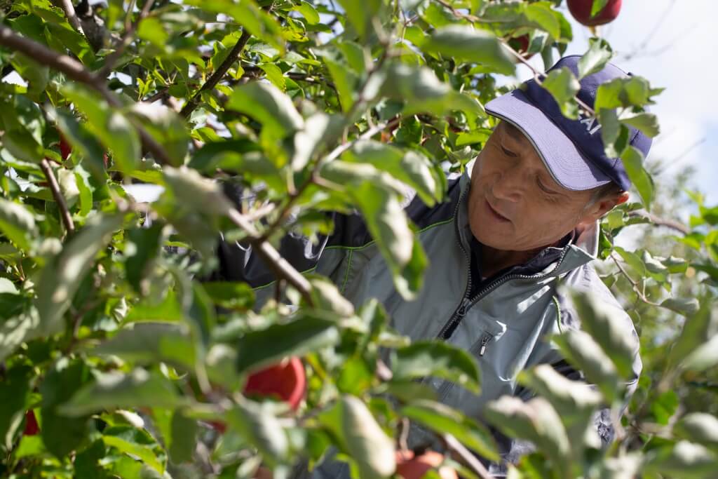 這裏有1.5個東京巨蛋的面積，共種植十五款品種，包 括喬納金、富士、王林等常見品種。