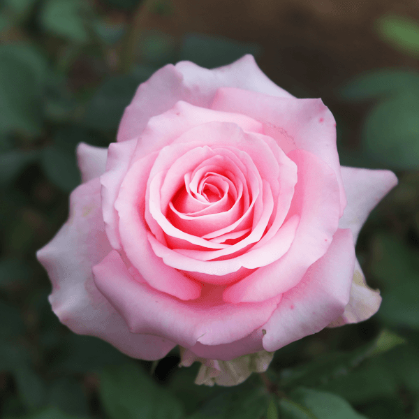 玫瑰中的油分井的油能為肌膚保濕、防止肌膚的水分蒸發。
