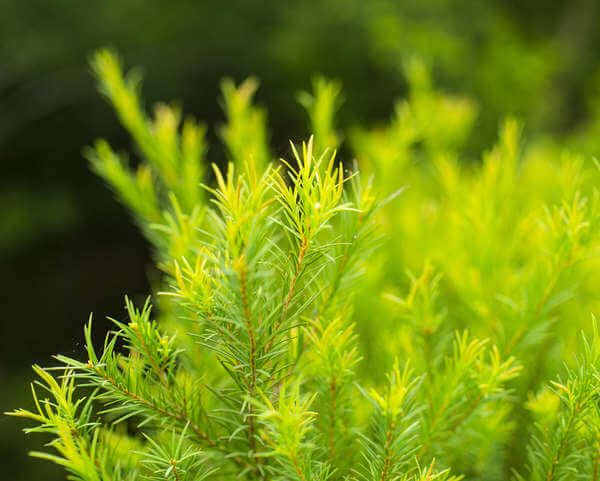 茶樹精油性質比較溫和，卻有保濕的功效。