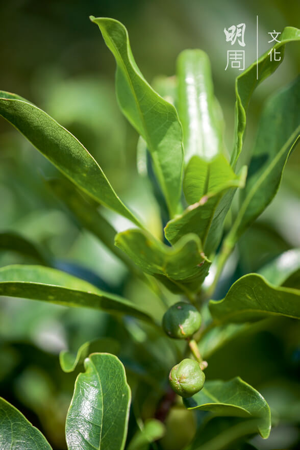山油柑 Acronychia pedunculata 是本港常見的本土植物，多生長在低地雜木林中，含有豐富的揮發油及山油柑。葉 片油細胞豐滿，在陽光映照下可見一點點黃色的油腺，揉碎會有柑桔香味。