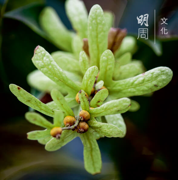 白皮黃杞 Engelhardtia fenzelii 黃杞屬，常綠喬木，香港原生植物。