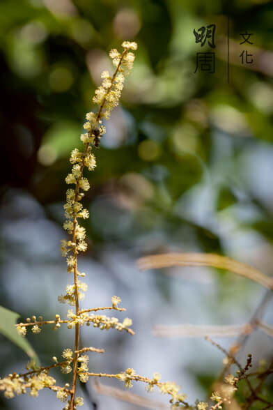 白楸 Mallotus paniculatus 屬大戟科野桐屬，是本地原生小喬木，成長時可高達五米。