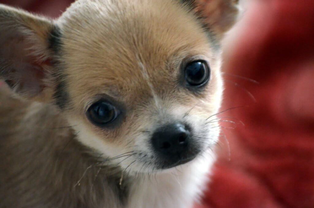 cute-puppy-1372248566fyx