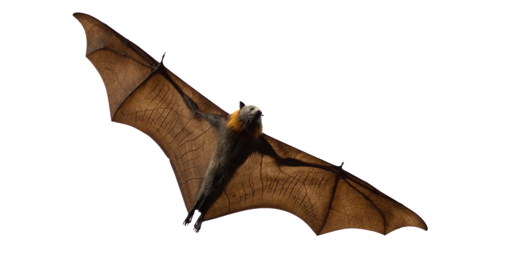 kisspng-bats-that-eat-fruit-grey-headed-flying-fox-black-f-mosquito-borne-disease-5b1a74c28a4170-3319912415284604825663