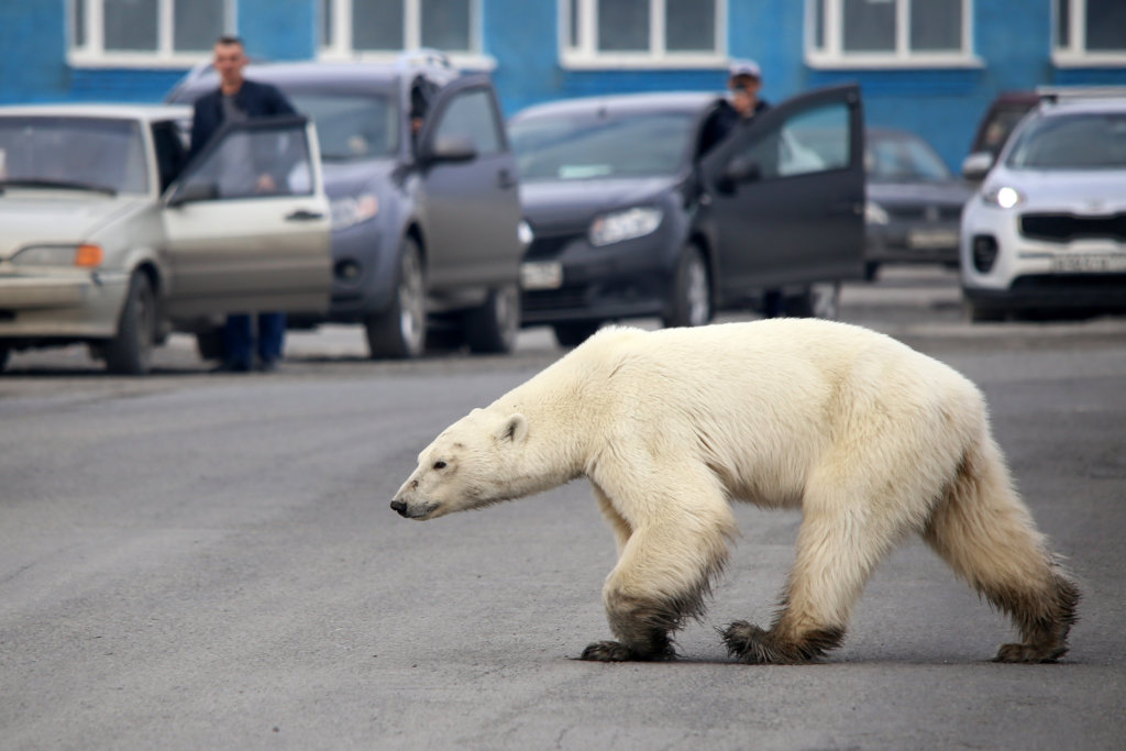 A stray polar bear walks on a road on the outskirts of the Russian industrial city of Norilsk on June 17, 2019. - A hungry polar bear has been spotted on the outskirts of Norilsk, hundreds of miles from its natural habitat, authorities said on June 18, 2019. (Photo by Irina Yarinskaya / Zapolyarnaya pravda newspaper / AFP)