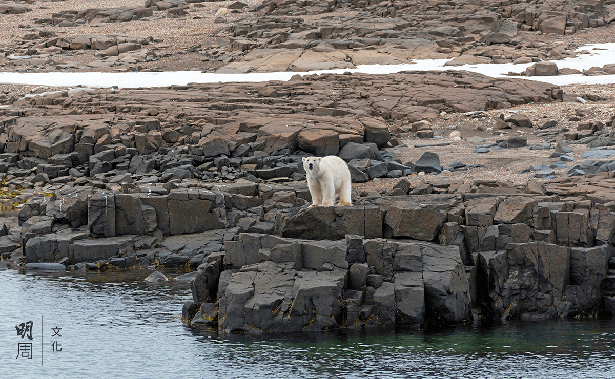 二○一六年六月廿九日，挪威斯瓦爾巴羣島出現冰融，一頭北極熊無法前往可供獵食的棲地。