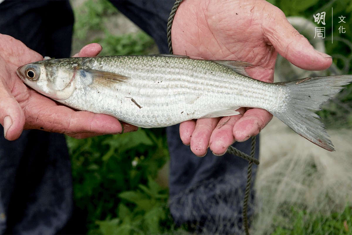 就叔說，本地烏頭魚比內 地的更生猛活潑，能長大 到一斤重。但現在魚苗大 多來自內地或台灣，在本 地海域捕捉的野生烏頭魚 苗愈來愈少。