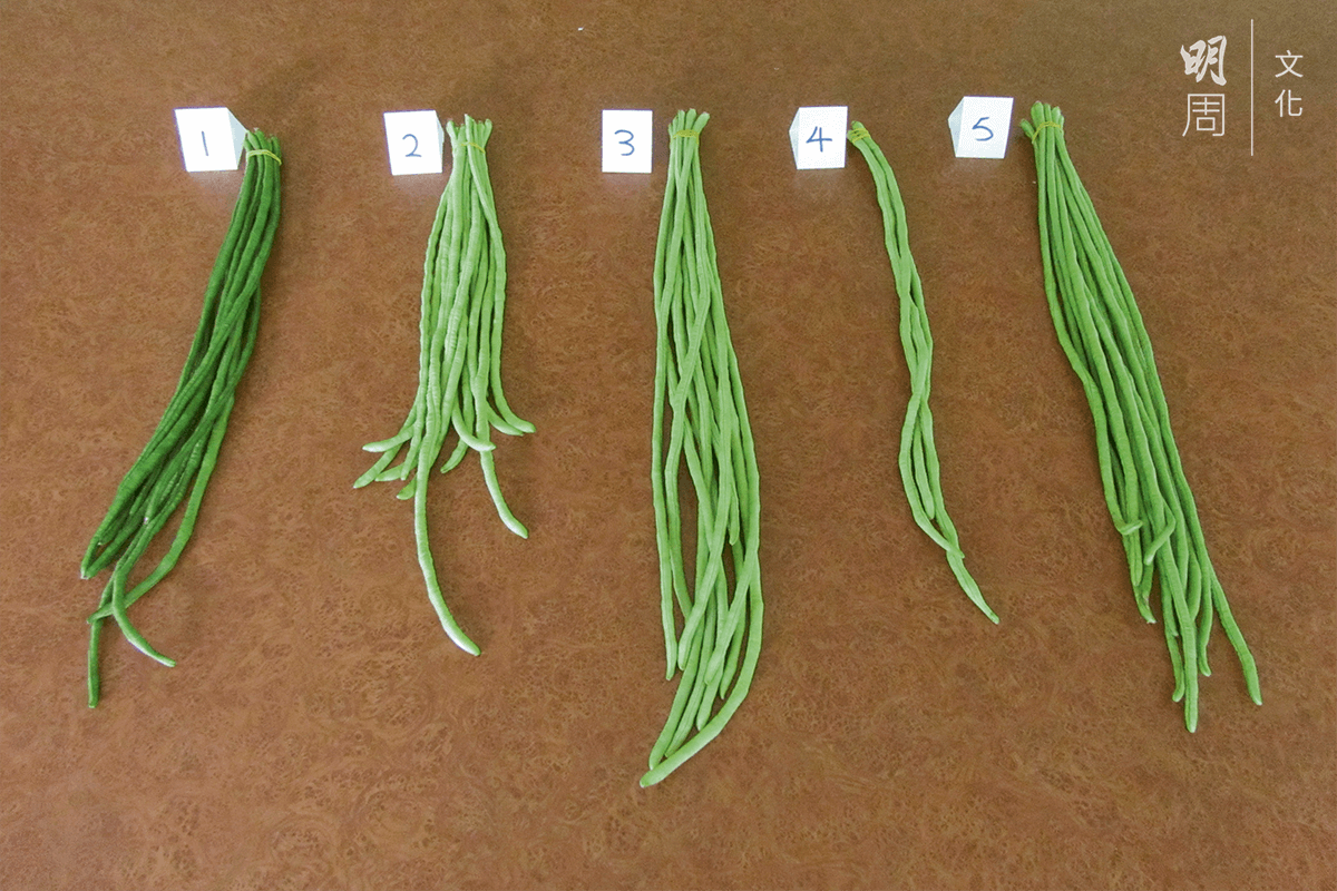 參選的五個品種的白豆角(圖片由漁護署提供)