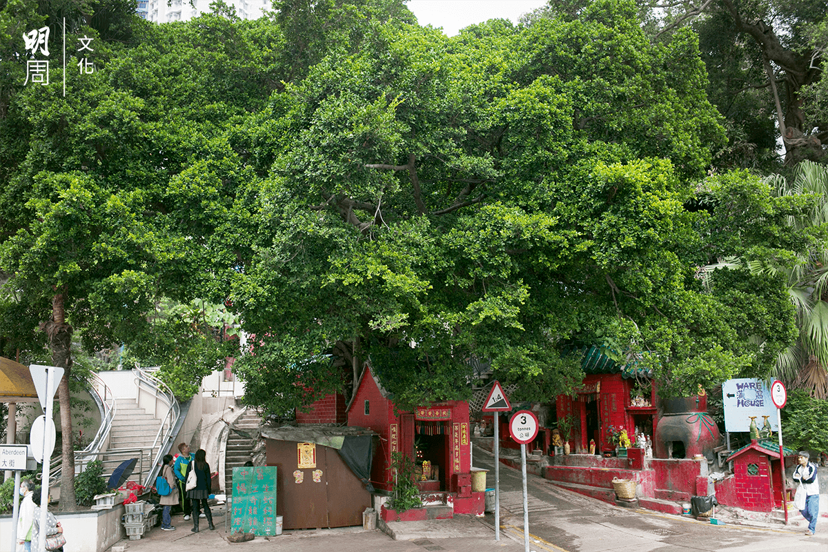 香港仔舊大街榕樹下有中醫舖，為街坊帶來古法醫病體驗