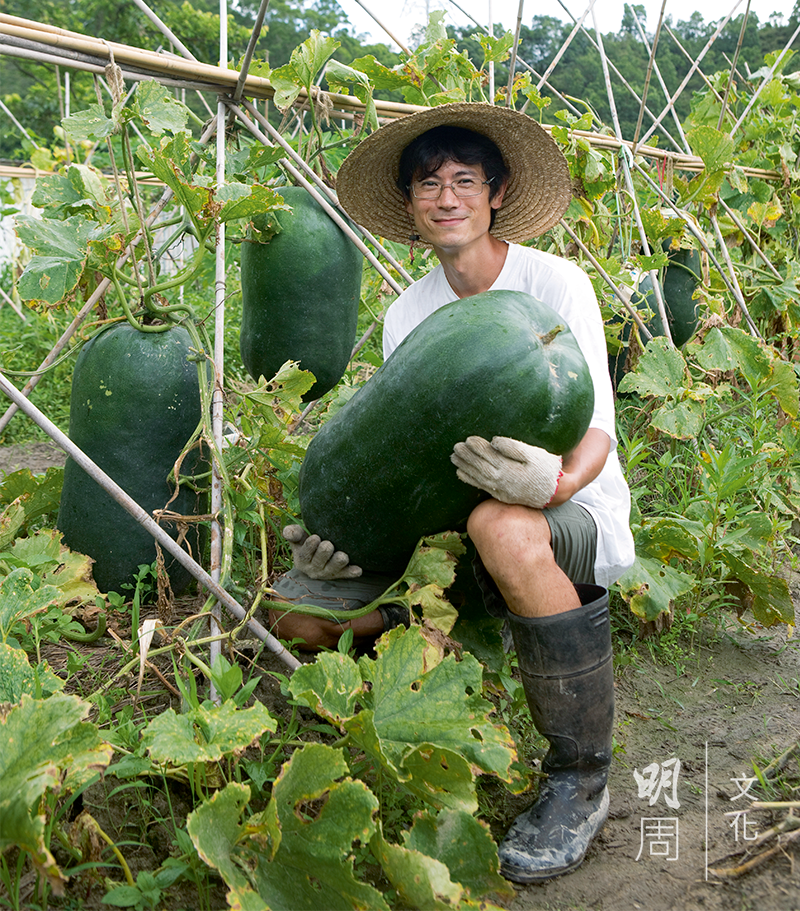 葉家的青皮冬瓜，種到四、五十斤乃等閒之事，是市面上罕見的品種。