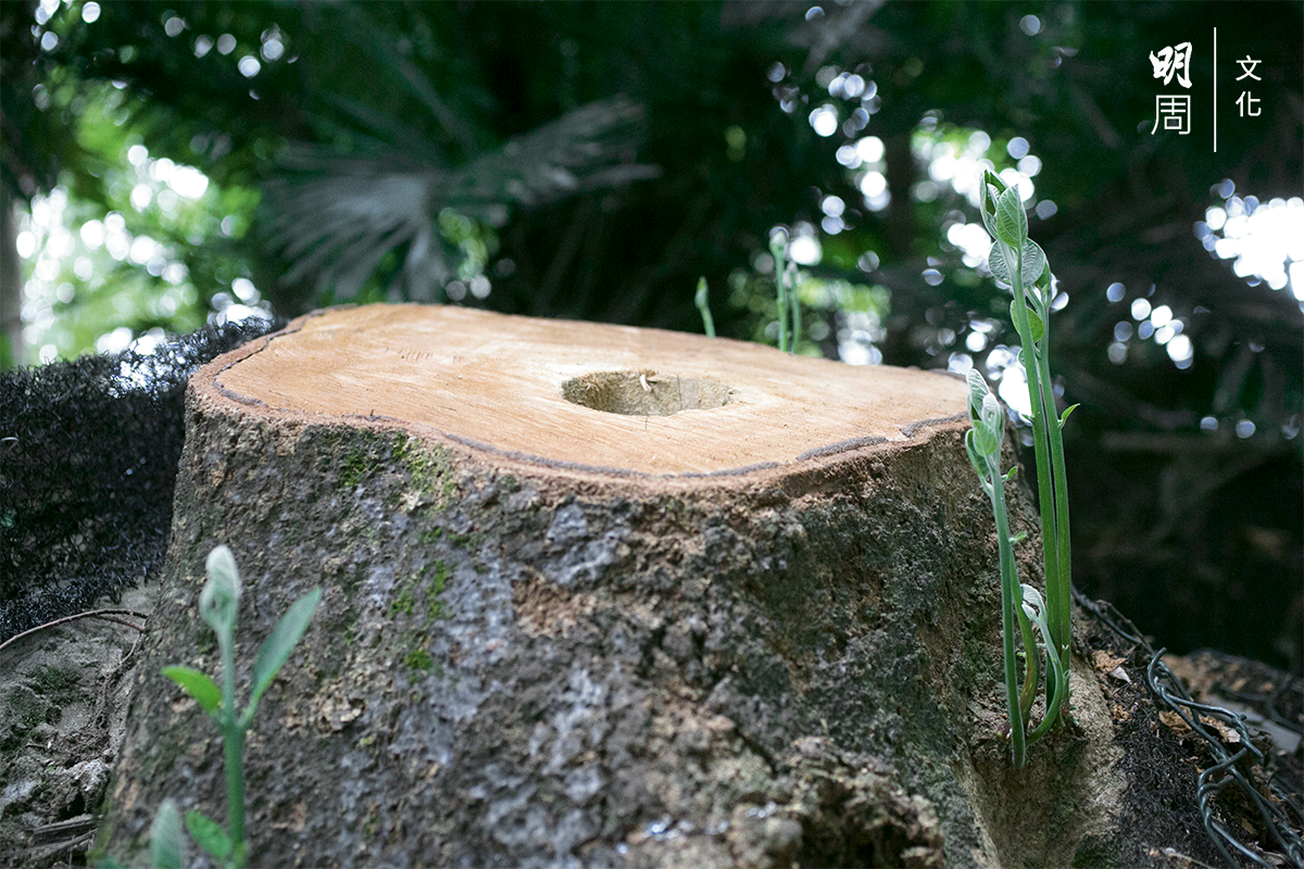 定期的修剪看護可以防止大樹突然生病倒塌。大部分因樹木疏於照顧，經常到無藥可醫的時候才被關注。