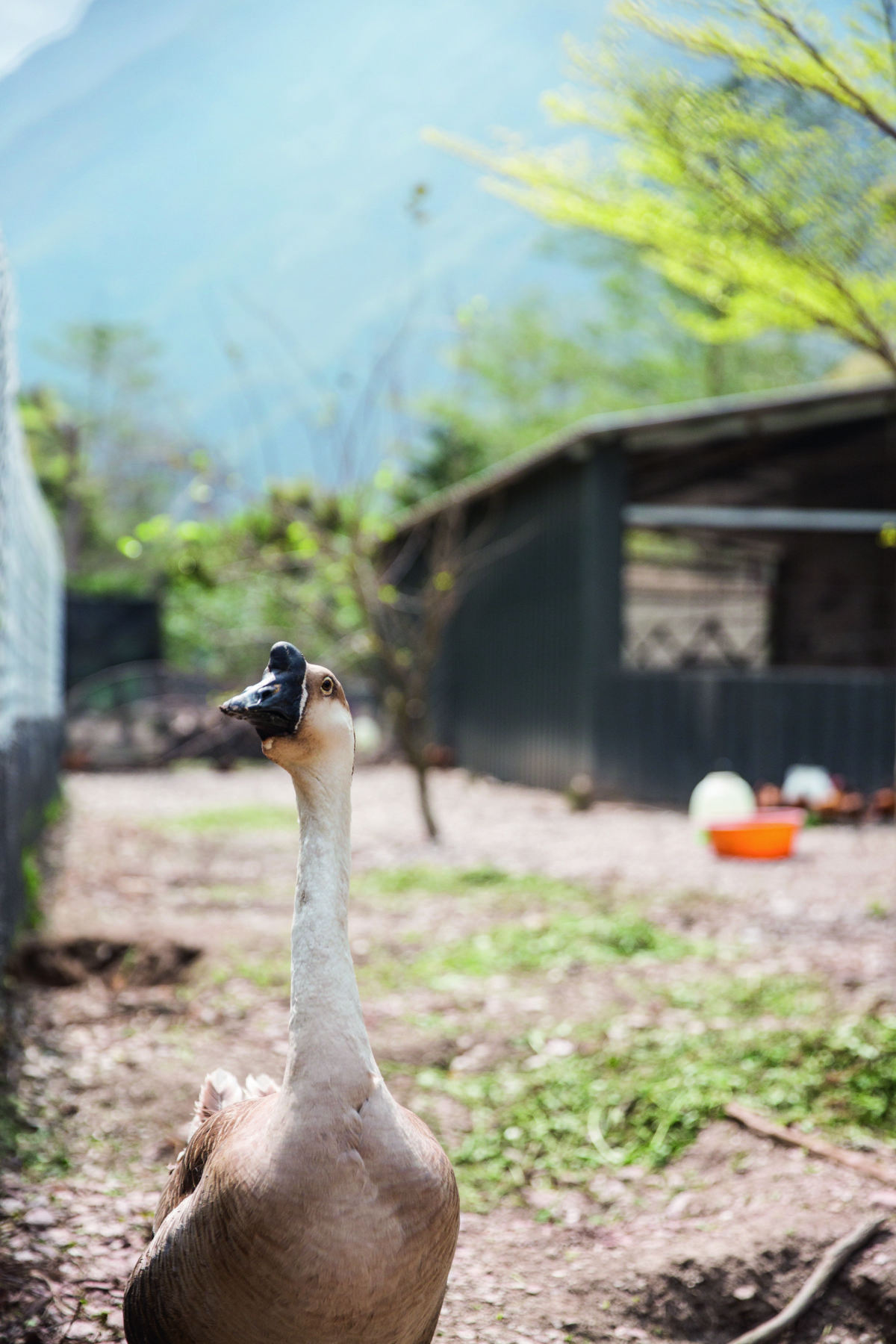 中國鵝堪稱稱職的「保安」，守護大武森雞。