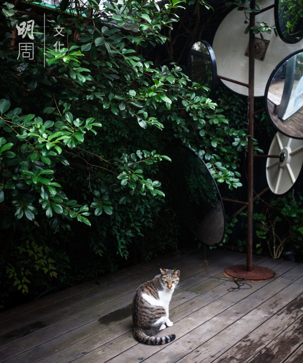 台北隨處可見小咖啡館，外有綠 色景致。