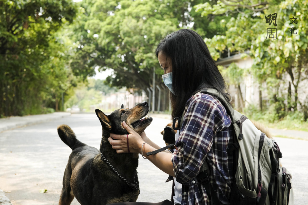 梳邦再也市政廳常月会议 | 解决狂犬病 与外包公司合作 捉狗队出动大捕野狗 - 地方 - 都市动态