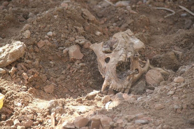 伊拉克一家動物園倒閉後，被疏忽照顧而死於籠內的動物屍骸。（網上圖片）