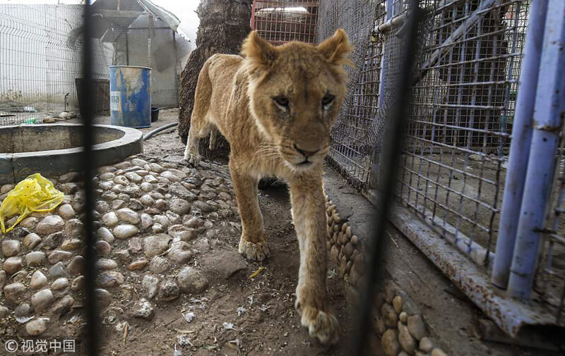 加沙一倒閉動物園中，被遺棄的母獅顯得瘦骨嶙峋。（網上圖片）