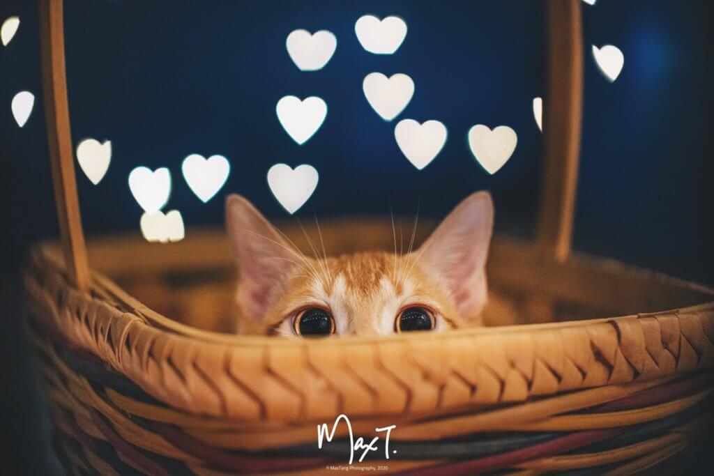 一籃子與貓（MaxTang Photography）