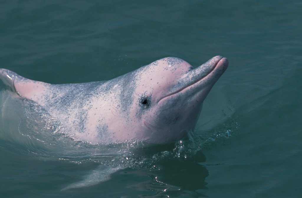 香港海域上的中華白海豚。