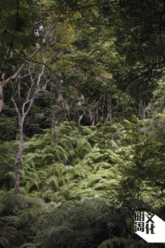 大埔滘為留鳥和遷徙的林鳥提供了理想的生境， 例如山蒼樹、榼藤子及楓香等。