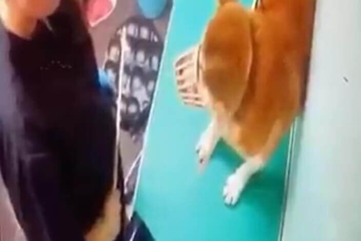 今年1月，網上流傳多段動物在寵物店內被拳打腳踢的影片，事後大埔一間寵物店的女職員涉嫌虐待動物被捕。(網上圖片)
